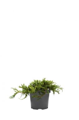 Можжевельник горизонтальный Глациер (Glacier)