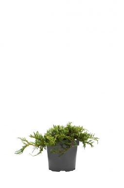 Можжевельник горизонтальный Глациер (Glacier)