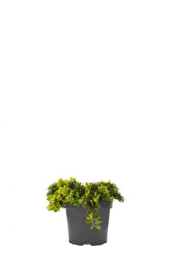 Можжевельник горизонтальный Голден Карпет (Golden carpet)