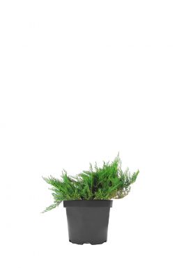 Можжевельник казацкий Глаука (Glauca)