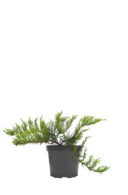 Можжевельник казацкий Рокери Джем (Rockery Gem)