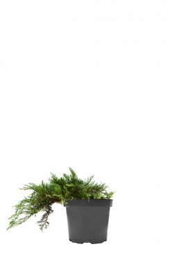 Можжевельник казацкий Тамарисцифолия (Tamariscifolia)