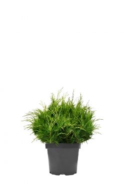 Можжевельник казацкий