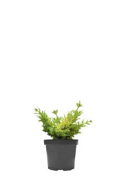 Можжевельник китайский Голд Ферн (Gold Fern)