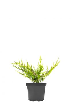 Можжевельник китайский Куривао Голд (Kuriwao gold)