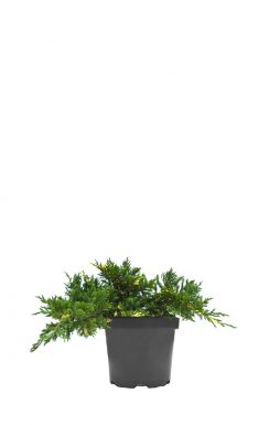 Можжевельник китайский Экспанса Вариегата (Expansa variegata)