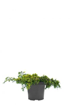 Можжевельник обыкновенный Голдшатц (Goldschatz)