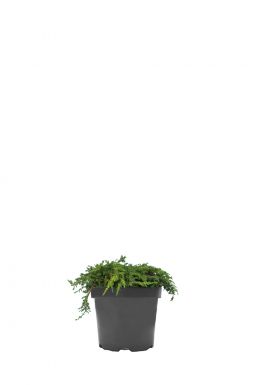 Можжевельник обыкновенный Грин Карпет (Green carpet)