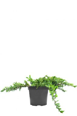 Можжевельник прибрежный Шлягер (Schlager)