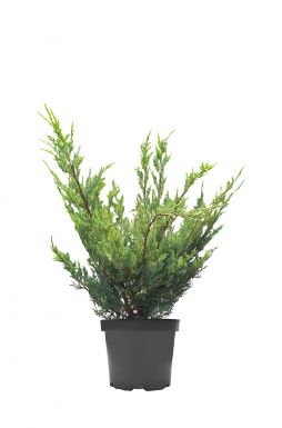 Можжевельник скальный Мунглоу (Moonglow)