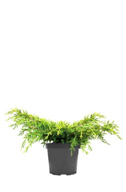 Можжевельник средний Голд Киссен (Golden kissen)