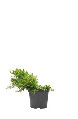 Можжевельник средний Мордиган Голд (Mordigan gold)