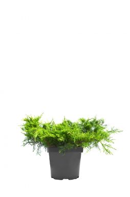 Можжевельник средний Олд Голд (Old gold)