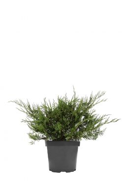 Можжевельник средний Пфитцериана Глаука (Pfitzeriana glauca)