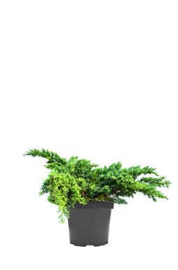 Можжевельник чешуйчатый Блю Свид (Blue swede)