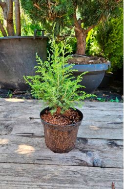 Можжевельник обыкновенный Хиберника (Hibernica)