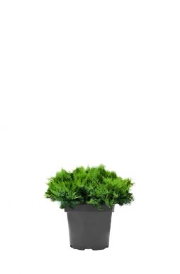 Можжевельник казацкий Броадмур (Broadmoor)