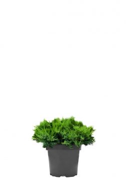 Можжевельник казацкий Броадмур (Broadmoor)