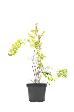 Спирея Билларди (Billardii)