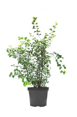 Спирея Вангутта (Vangutta)