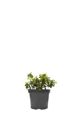 Спирея березолистная Тор (Tor)