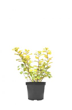 Спирея березолистная Тор Голд (Tor Gold)