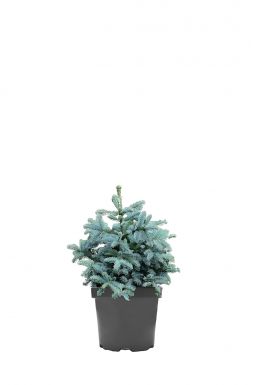 Пихта высокорослая Обригофен (Obrighoven)