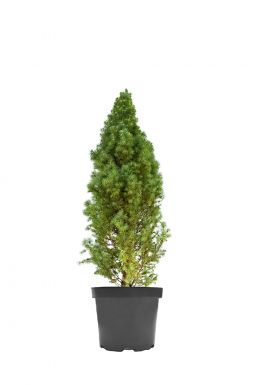 Ель канадская Сан он де Скай (Sun on the sky)