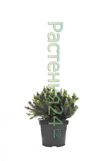 Ель канадская Эхиниформис (Echiniformis)