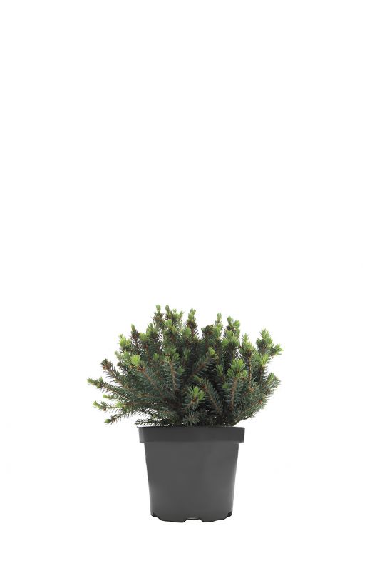 Ель канадская Эхиниформис (Echiniformis)