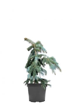 Ель колючая Зе Блюз (The Blues)