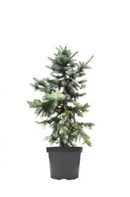 Ель колючая Омега (Omega)