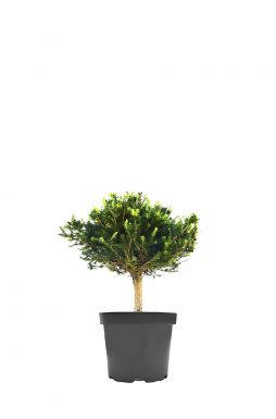 Ель обыкновенная Ева на штамбе (Eva Pa)