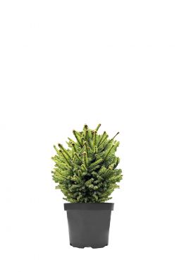 Ель обыкновенная Компакта (Compacta)