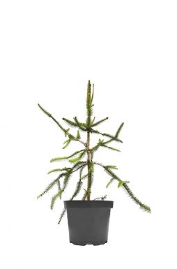 Ель обыкновенная Кранстони (Cranstonii)