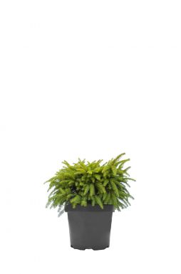 Ель обыкновенная Нидиформис (Nidiformis)