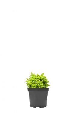 Ель обыкновенная Пигмея (Pygmaea)