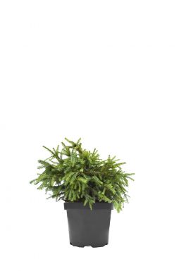 Ель обыкновенная Пумила Глаука (Pumila Glauca)