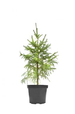 Ель обыкновенная