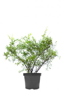 Спирея серая Грефшейм (Grefsheim)