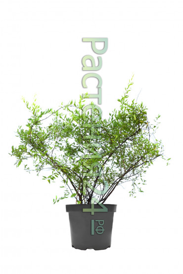 Спирея серая Грефшейм (Grefsheim)