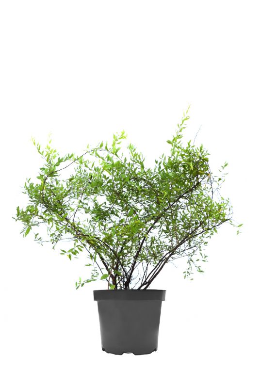 Спирея серая Грефшейм (Grefsheim)