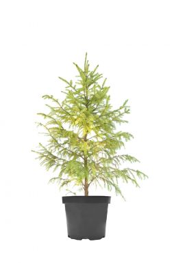 Ель сербская Ауреа (Aurea)