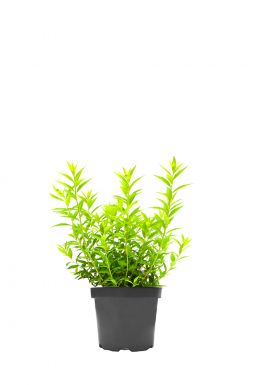 Спирея японская Альбифлора (Albiflora)