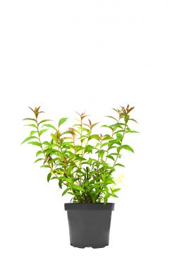 Спирея японская Антони Ватерер (Anthony Waterer)