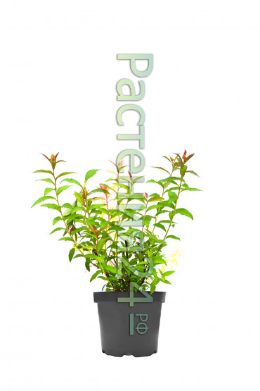 Спирея японская Антони Ватерер (Anthony Waterer)