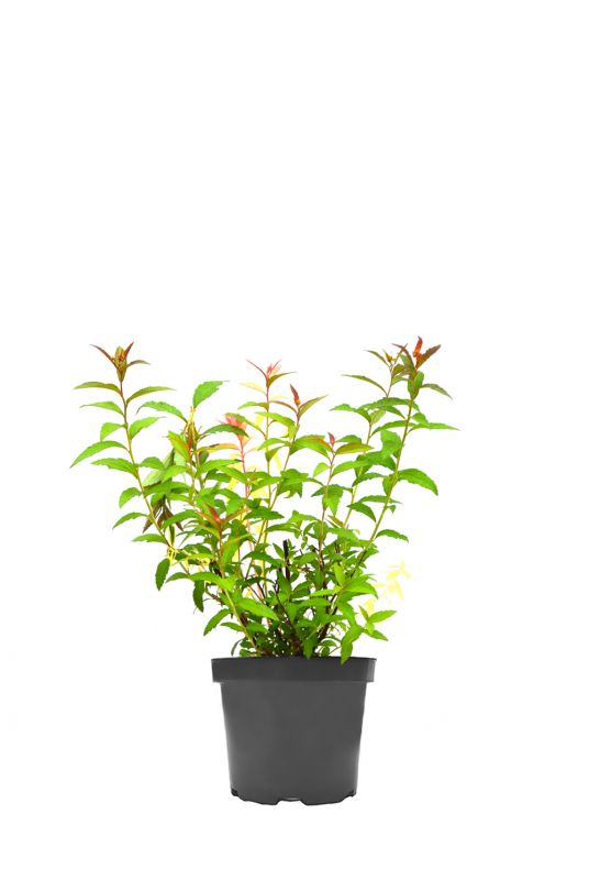 Спирея японская Антони Ватерер (Anthony Waterer)