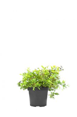 Спирея японская Голден Карпет (Golden Carpet)