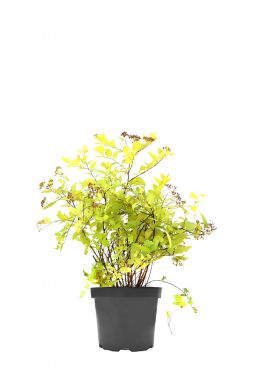 Спирея японская Голден Принцесс (Golden Princess)