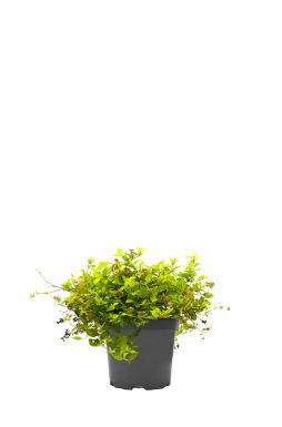 Спирея японская Голдмаунд (Goldmound)